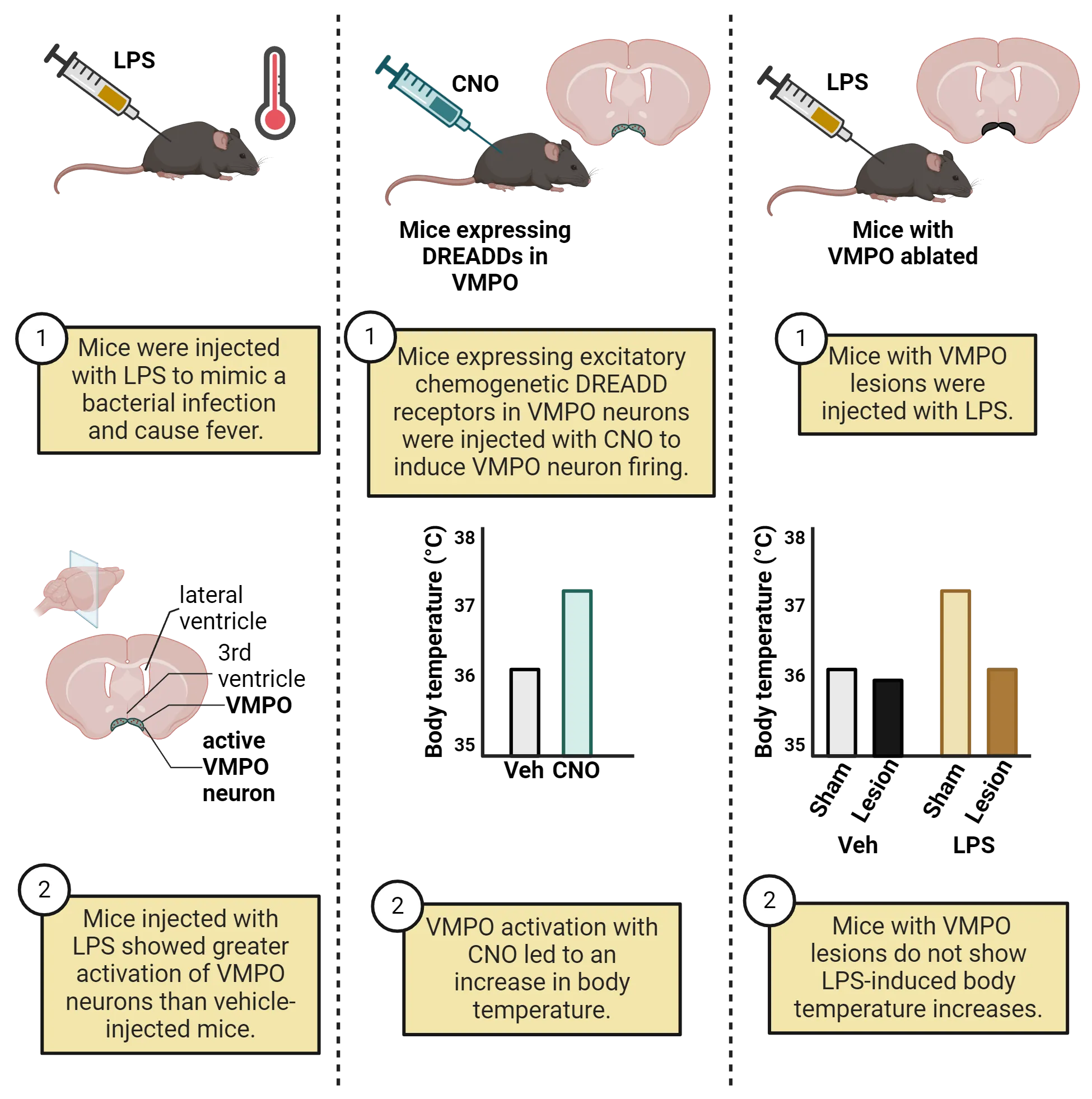 Three-part diagram. 1) Left shows diagram showing mice were injected with LPS to mimic a bacterial infection and cause fever. Right shows coronal brain slice of mouse, with VMPO highlighted in the ventral area near the 3rd ventricle. Mice injected with LPS showed greater activation of VMPO neurons than vehicle-injected mice. 2) Left shows diagram showing mice expressing excitatory chemogenetic DREADD receptors in VMPO neurons were injected with CNO to induce VMPO neuron firing. Brain slice with VMPO highlighted is shown, similar to part 1. Right shows bar graph revealing that VMPO activation with CNO led to an increase in body temperature. 3) Left shows diagram showing mice with VMPO lesions were injected with LPS. Right shows bar graph revealing LPS causes increased body temperature in sham mice. Mice with VMPO lesions do not show LPS-induced body temperature increases.