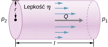 Ilustracja jest schematem rury o długości l i promieniu r. Płyn przepływa przez rurę w kierunku od większego ciśnienia p2 do niższego ciśnienia p1. Przepływ jest laminarny i jest większy w środku rury.