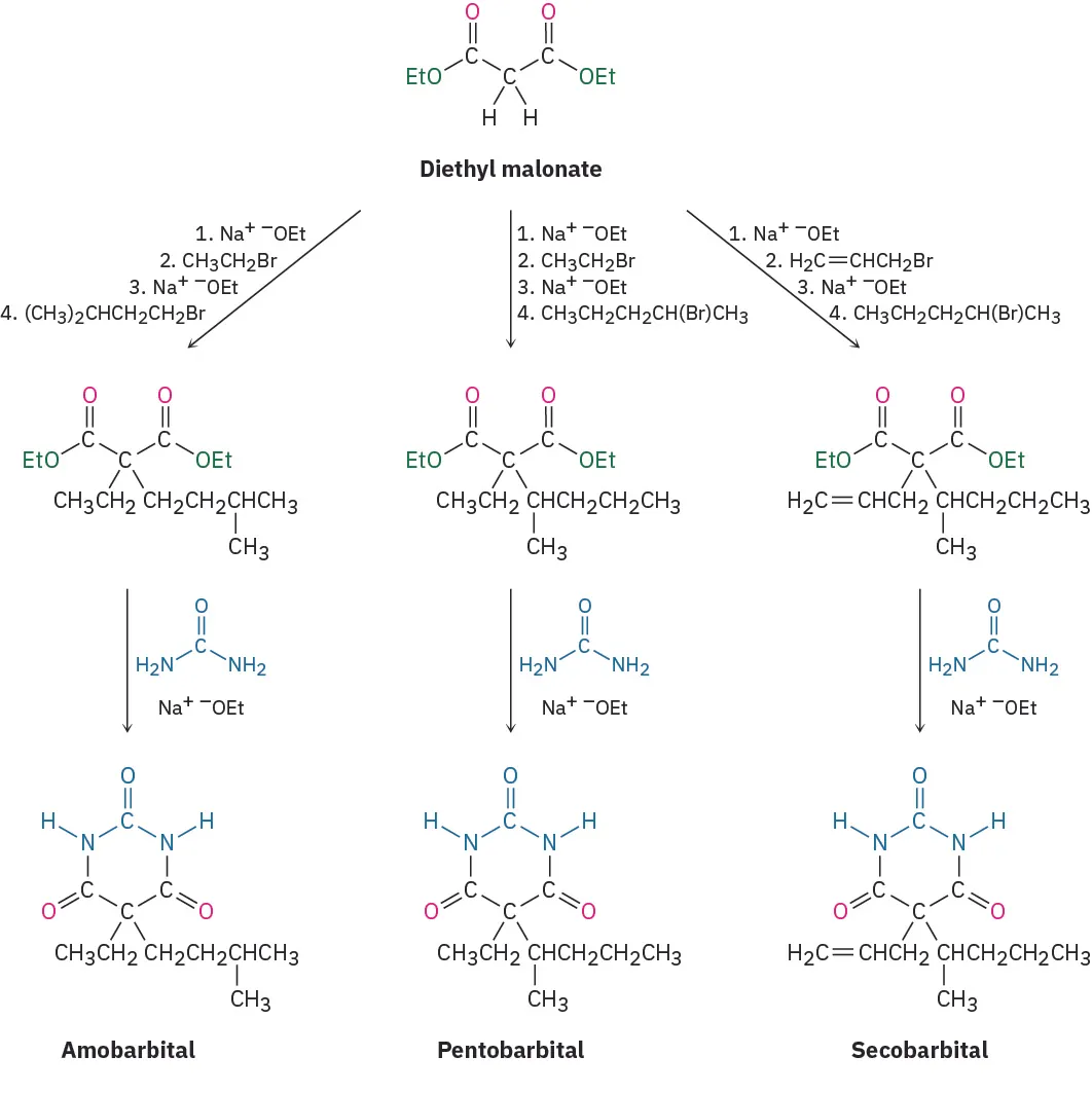 Diethyl malonate reacts with three different sets of reactants to form three intermediates that each further react with urea and sodium ethoxide to yield three products named amobarbital, pentobarbital, and secobarbital.