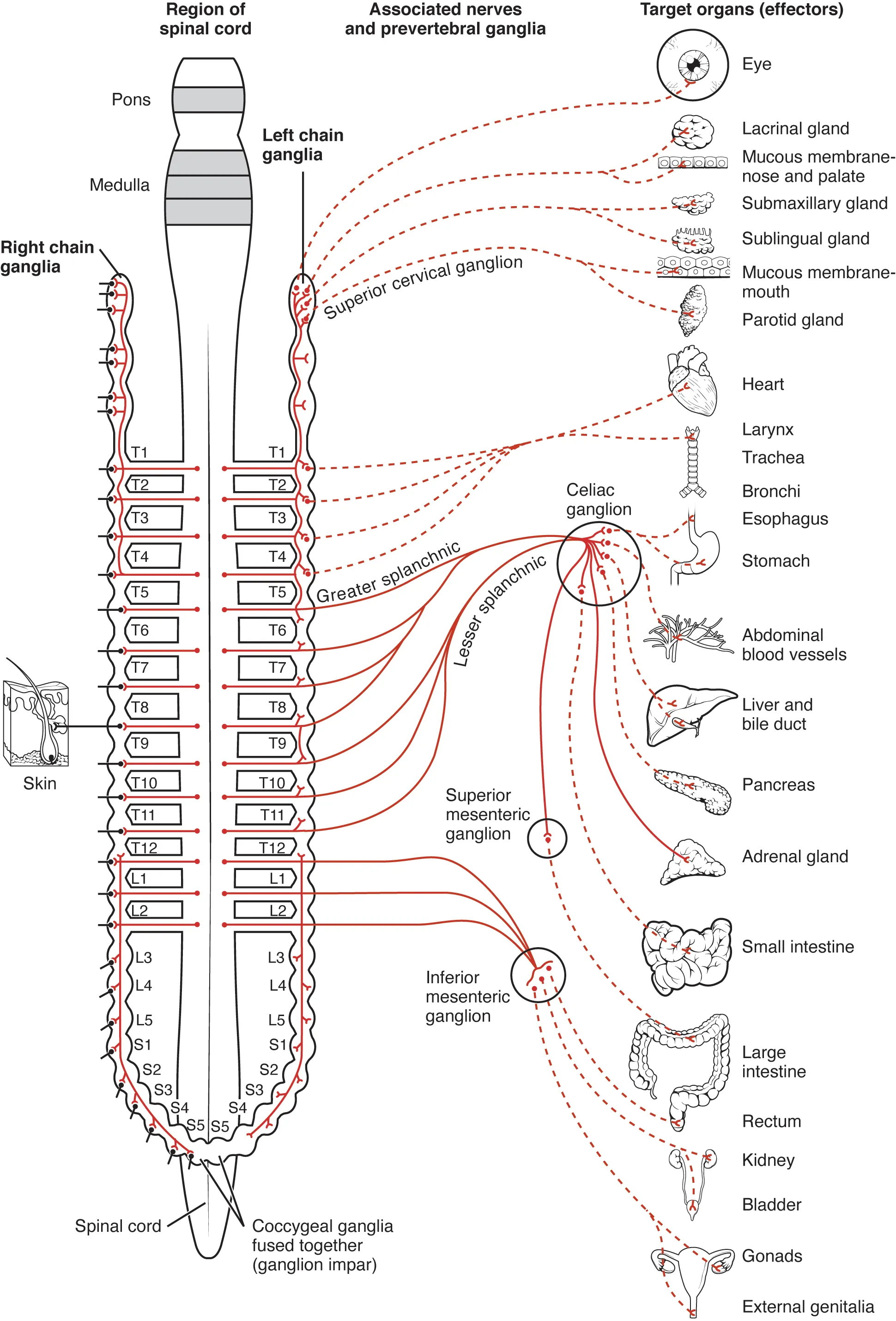 This diagram shows the spinal cord, and the connections from the spinal cord to the different target organs. The target organs are listed on the right.