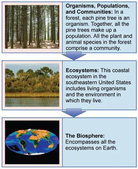 The figure gives an overview of some biological levels of organization with example photos. Each individual pine tree (pictured) in a forest is an organism. Together, all the pine trees in a forest (pictured) make up a population. All the plant and animal species comprise a community, pictured as a marmot on a forest floor. Those three levels are grouped in a box with an arrow to the larger level of an ecosystem, which includes living organisms and the environment they live in. An example is a coastal ecosystem in the southeastern United states, pictured as a body of water, behind which is a stand of tall grasses developing into more dense vegetation and trees as distance from the water increases. A final arrow points to the level of a biosphere, encompassing all ecosystems on Earth and pictured as a map of the Earth showing vegetation patterns.