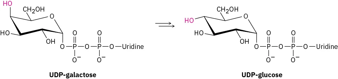 The compound, U D P-galactose isomerizes to form U D P-glucose.