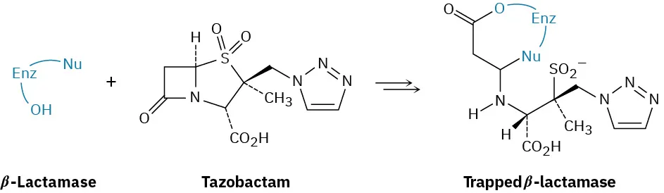 Reaction of beta-lactamase and tazobactam generates a  trapped beta-lactamase. The reaction proceeds through multiple steps. Tazobactam contain a four-membered lactam ring.