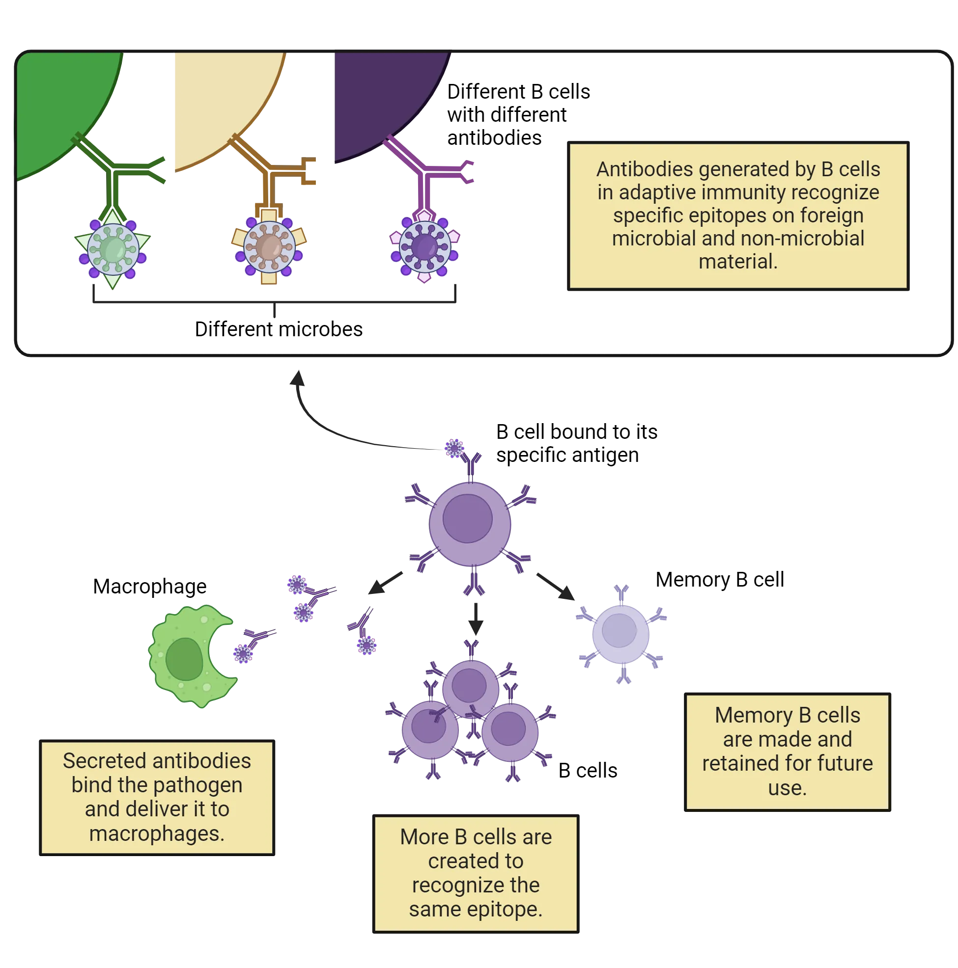 op shows a small piece of the outer membrane of three different B cells. Each cell has a different antibody on it binding to a different microbe. Bottom shows diagrams of the 3 major responses of B cells when a match occurs between antibody and antigen. 1) Secreted antibodies bind the pathogen and deliver it to macrophages. 2) More B cells are created to recognize the same epitope. 3) Memory B cells are made and retained for future use.