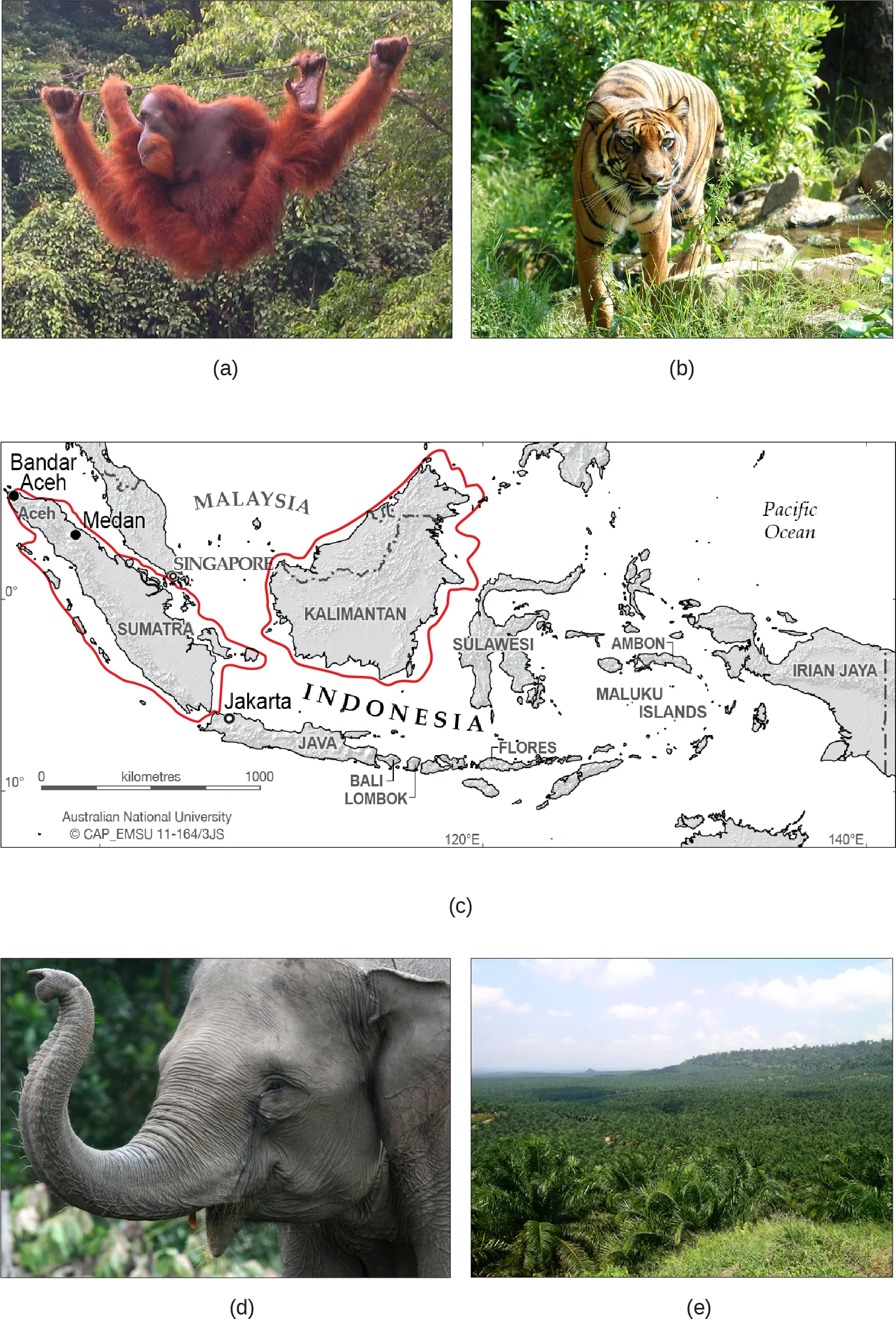 Photo A shows an orangutan hanging from a wire in a lush rainforest filled with many different kinds of vegetation. Photo B shows a tiger. Map C shows the islands of Borneo and Sumatra in the south Pacific, just northwest of Australia. Sumatra is in the country of Indonesia. Half of Borneo is in Indonesia, and half is in Malaysia. Photo D shows a gray elephant. Photo E shows rolling hills covered with homogenous short, bushy oil palm trees.