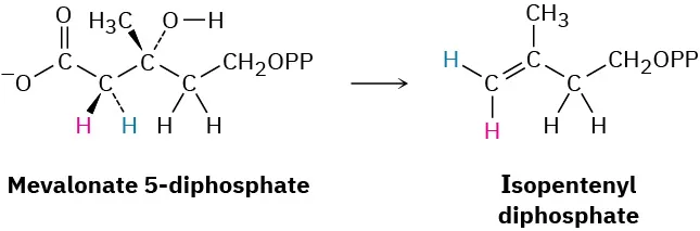 Mevalonate-5-diphosphate represented in wedge-dash form undergoes dehydration to form isopentenyl diphosphate.