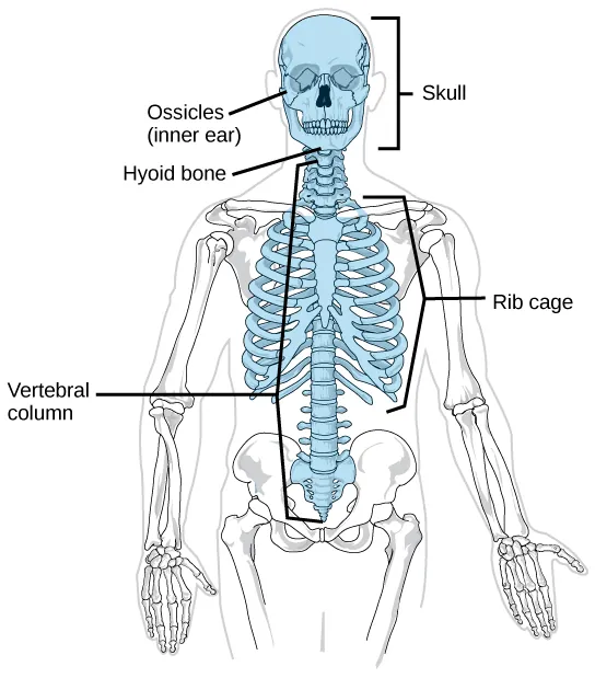 On a human skeleton, the parts of the axial skeleton are highlighted, and include the skull, ossicles, or inner ear, the hyoid bone just below the jaw, the spinal or vertebral column, and the ribcage.