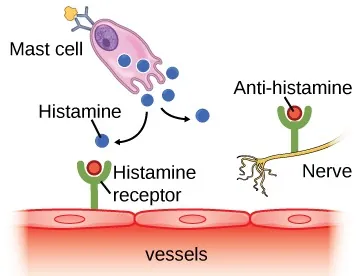 The illustration shows a mast cell producing histamine. Histamine receptors are shown on vessel cells and nerve cells with anti-histamine bound to the histamine receptors.