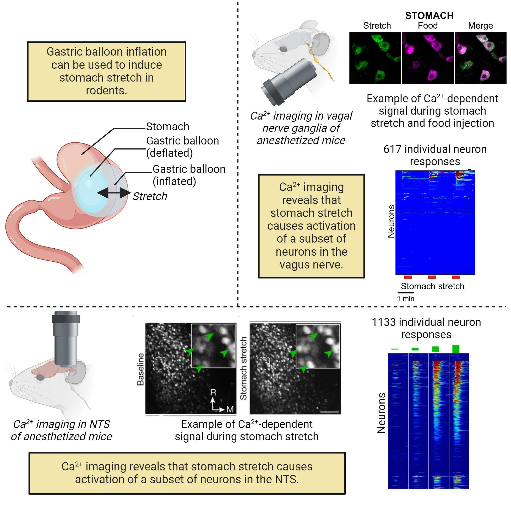 Three-part image. 1) Diagram of a stomach expanding due to gastric balloon inflation, which can be used to induce stomach stretch in rodents. 2) Diagram representing Ca2+ imaging in vagal nerve ganglia of anesthetized mice. Immunofluorescent images show example of Ca2+-dependent signal in individual cells during stomach stretch and food injection (which overlap). A heat map plot shows Ca2+ signal over time of 617 individual neurons, revealing that stomach stretch causes activation of a subset of neurons in the vagus nerve. 3) Diagram representing Ca2+ imaging in NTS of anesthetized mice. Immunofluorescent images show example of Ca2+-dependent signal in individual cells during stomach (more during stretch than baseline). A heat map plot shows Ca2+ signal of 1133 individual neurons, revealing that stomach stretch causes activation of a subset of neurons in the NTS with greater activation as stretch magnitude increases.