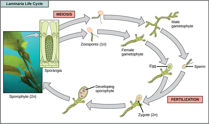 The life cycle of the brown algae, Laminaria, begins when sporangia undergo meiosis, producing 1 n zoospores. The zoospores undergo mitosis, producing multicellular male and female gametophytes. The female gametophyte produces eggs, and the male gametophyte produces sperm. The sperm fertilizes the egg, producing a 2 n zygote. The zygote undergoes mitosis, producing a multicellular sporophyte. The mature sporophyte produces sporangia, completing the cycle. A photo inset shows the sporophyte stage, which resembles a plant with long, flat blade-like leaves attached to green stalks via bladder like connections. Both the blade and stalks are submerged. Sporangia are associated with the leaf like structures.