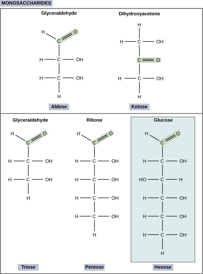 The molecular structures of glyceraldehyde, an aldose, and dihydroxyacetone, a ketose, are shown. Both sugars have a three-carbon backbone. Glyceraldehyde has a carbonyl group (c double bonded to O) at one end of the carbonchain with hydroxyl (OH) groups attached to the other carbons. Dihydroxyacetone has a carbonyl group in the middle of the chain and alcohol groups at each end. The molecular structures of linear forms of ribose, a pentose, and glucose, a hexose, are also shown. Both ribose and glucose are aldoses with a carbonyl group at the end of chain,and hydroxyl groups attached to the other carbons.