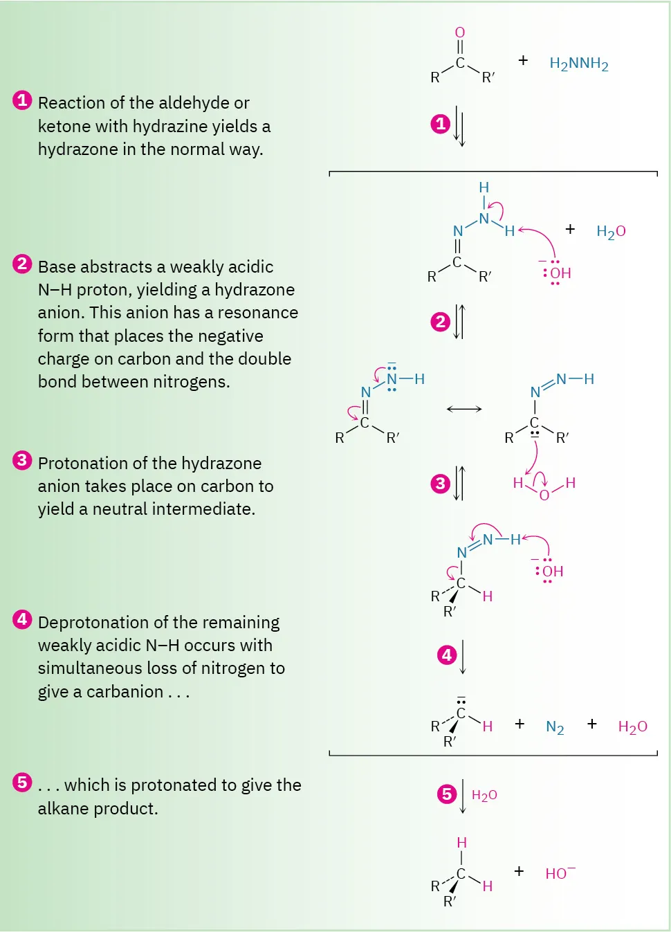Reaction mechanism of ketone or aldehyde with hydrazine to yield an alkane through five steps: formation of hydrazone, deprotonation (and resonance), protonation, deprotonation and loss of nitrogen, protonation.