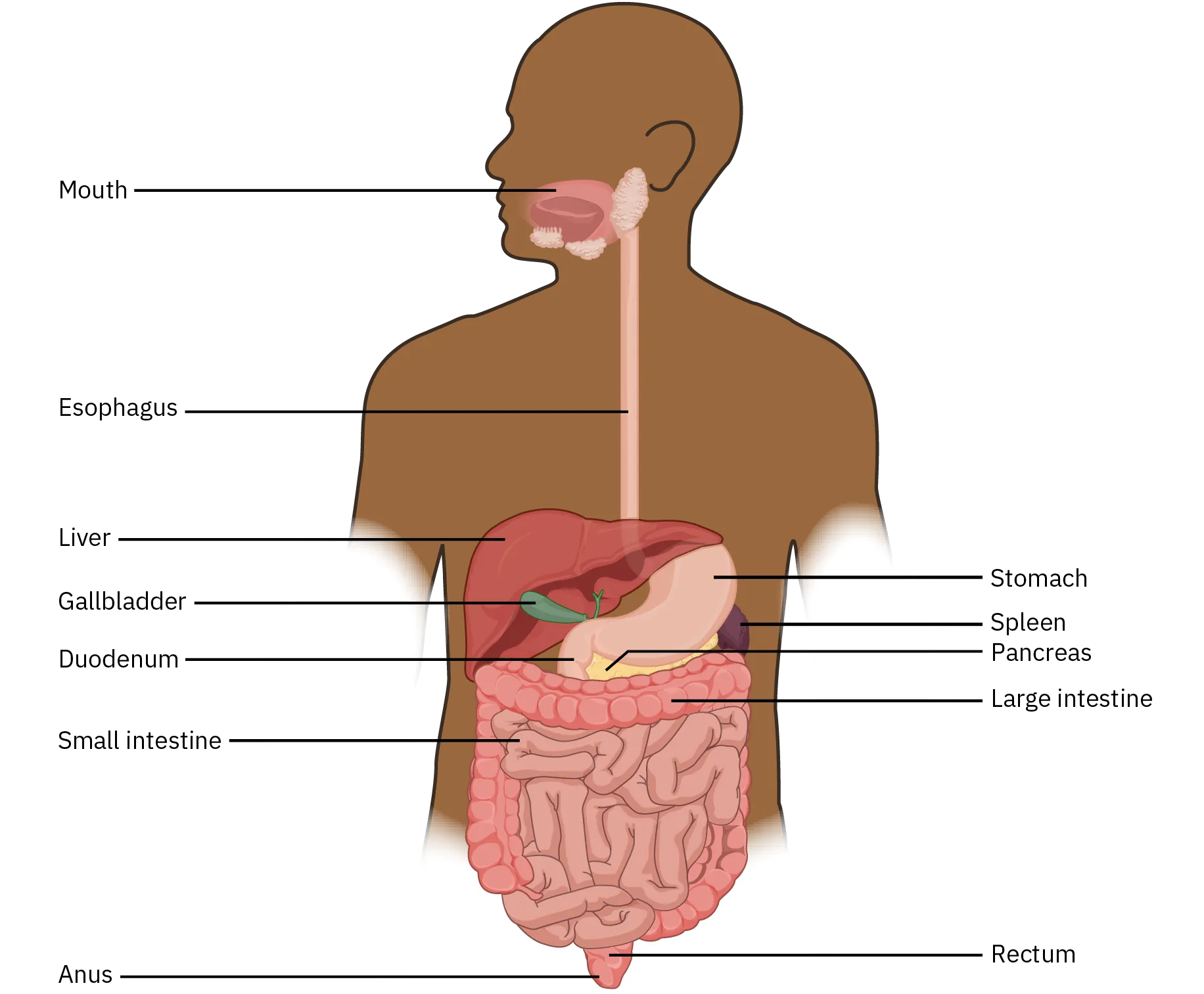 This diagram shows the digestive system of a human being, with the major organs labeled.