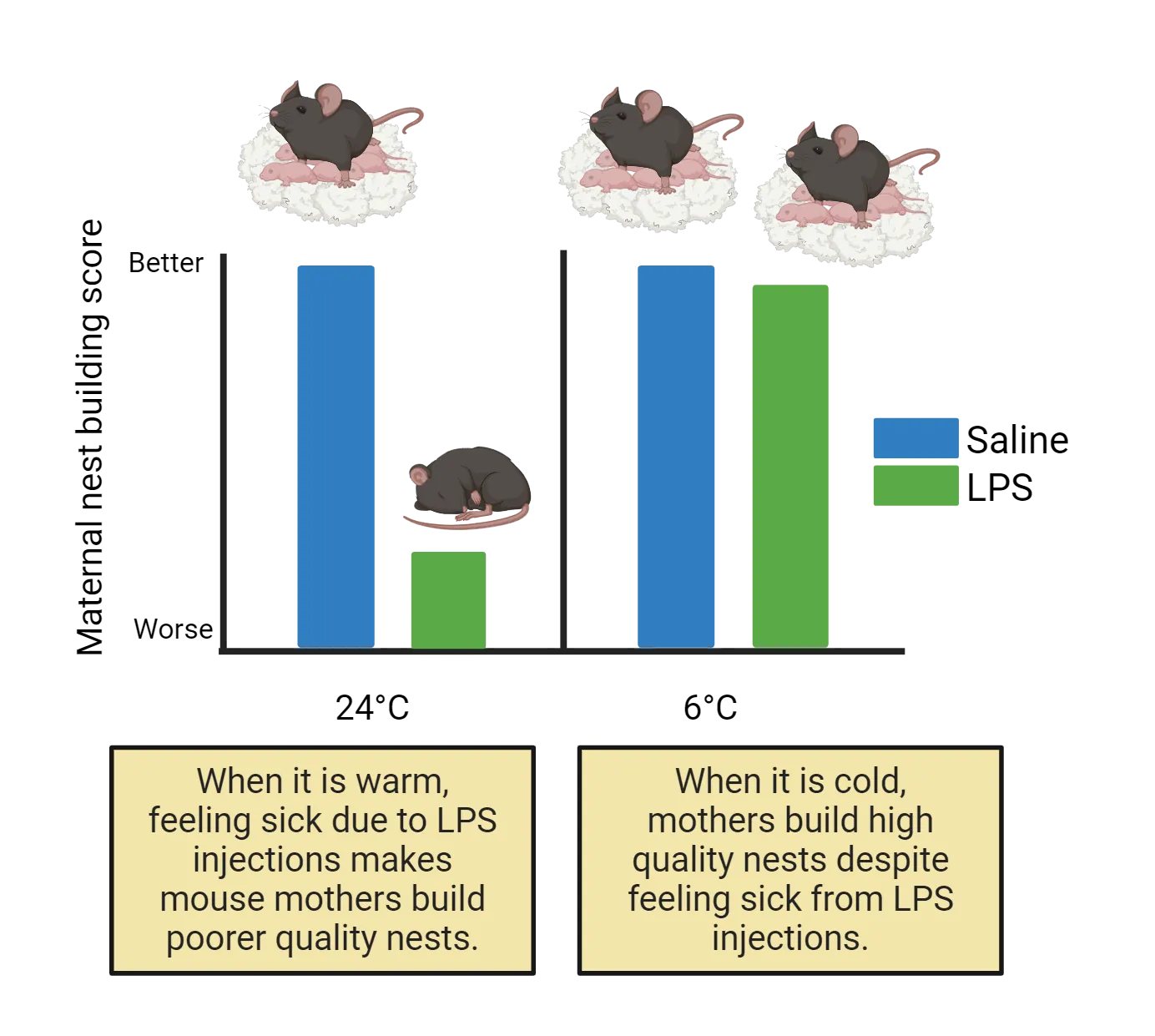 Bar graph of maternal nest building score (y-axis from worse to better) with bars for mice treated with saline or LPS. At 24 degrees Celsius, score is worse for LPS mice than saline. At 6 degrees Celsius, scores are equally high for both saline and LPS.