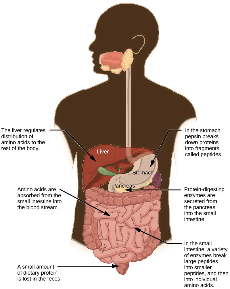 Protein digestion begins in the stomach, where pepsin breaks proteins down into fragments, called peptides. Further digestion occurs in the small intestine, where a variety of enzymes break peptides down into smaller peptides, and then into individual amino acids. Several of the protein-digesting enzymes found in the small intestine are secreted from the pancreas. Amino acids are absorbed from the small intestine into the blood stream. The liver regulates the distribution of amino acids to the rest of the body. A small amount of dietary protein is lost in the feces.
