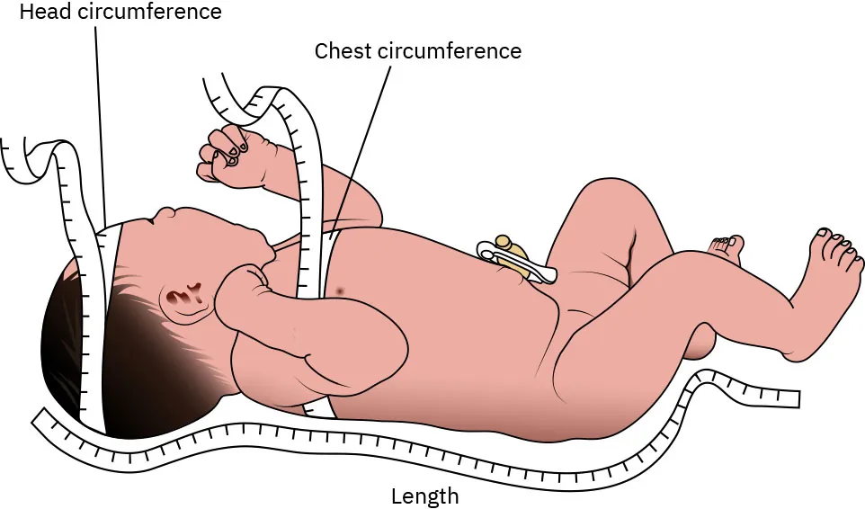 Tape measures indicating places newborn is measured: head circumference (tape around head), chest circumference (tape around torse), and length (tape running from top of head to bottom of heel).