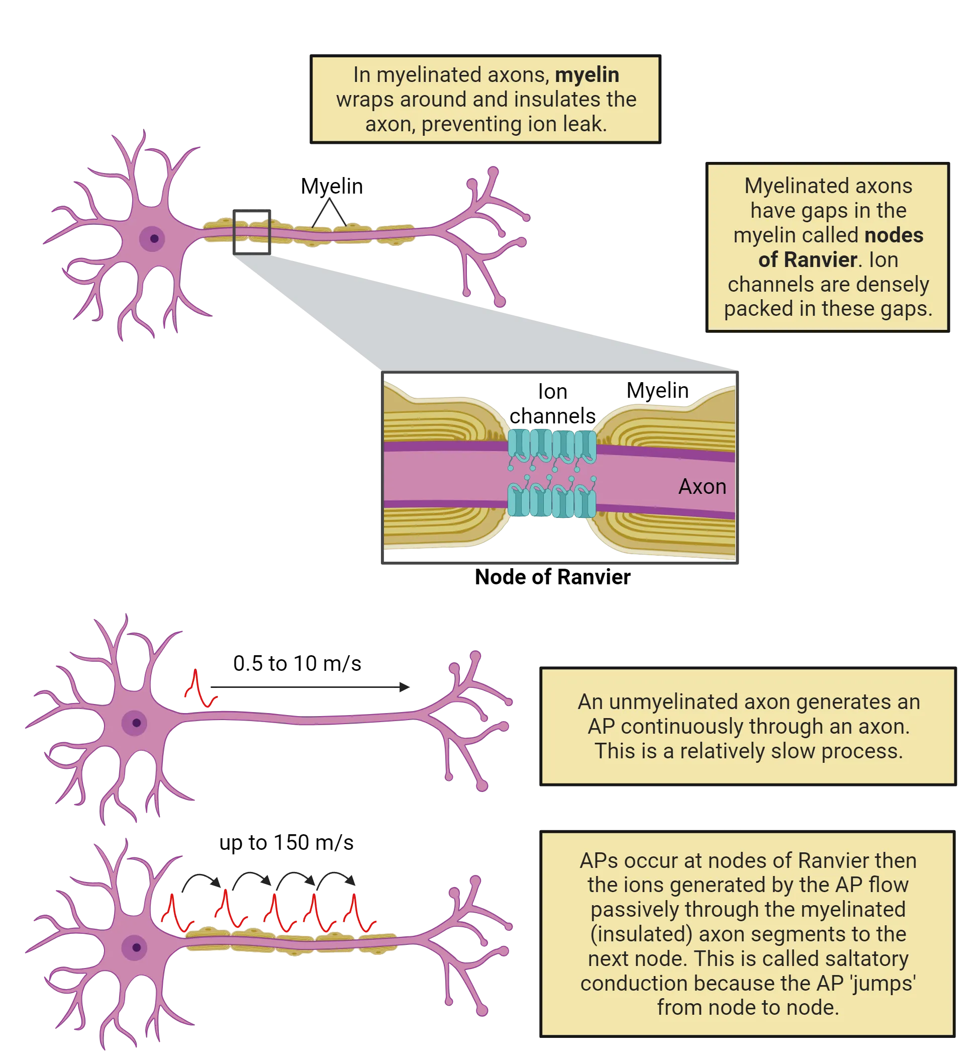 Top: Diagram of a myelinated axon with zoom in on nodes between myelin and cross-section showing voltage gated Na+ channels in that gap. Middle: Diagram of unmyelinated neuron showing action potential traveling 0.5 to 10 m/s. Bottom: Diagram of myelinated neuron showing action potential traveling up to 150 m/s