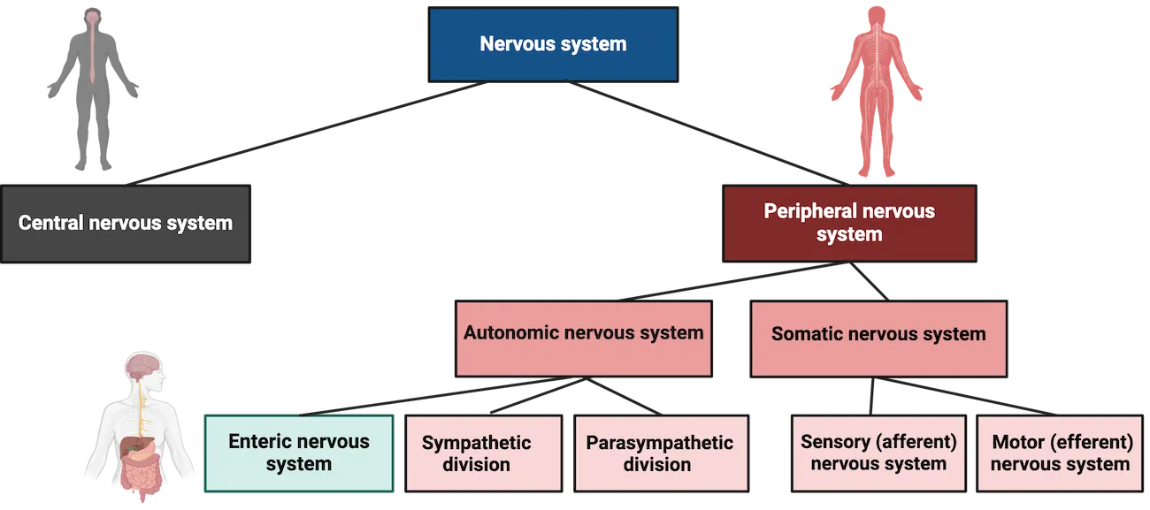 Flow chart showing the organization of the major nervous system divisions. The three major divisions are the CNS, PNS and enteric nervous system. The PNS is further divided into autonomic and somatic nervous systems. Autonomic nervous system divided into sympathetic and parasympathetic divisions. Somatic nervous system divided into sensory and motor nervous systems.