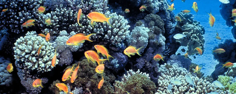 The figure is a photograph of small, colorful fish swimming around a coral reef.
