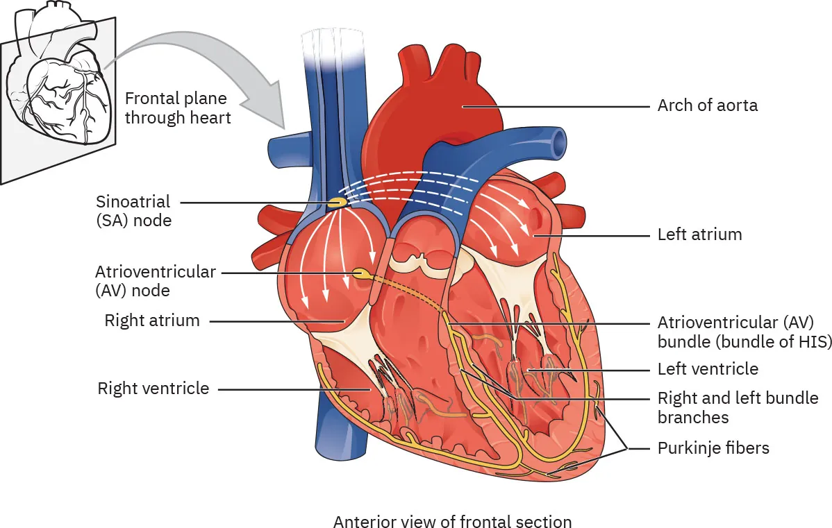 A diagram showing the parts of the heart’s cardiac conduction system.