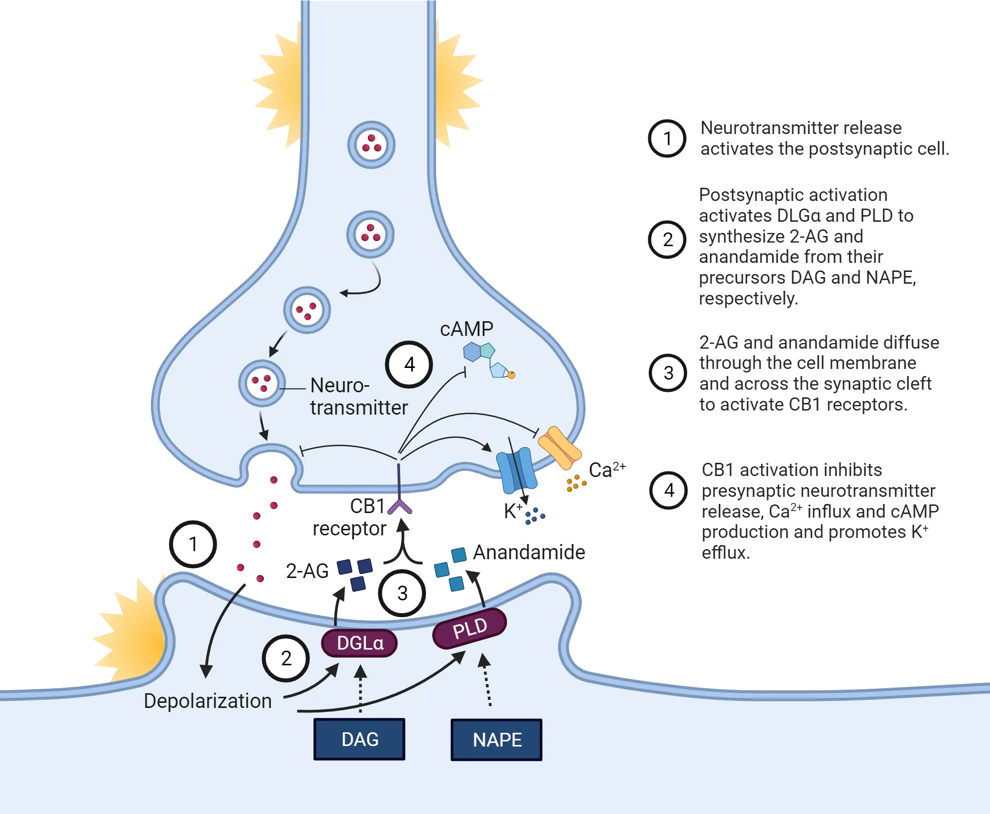 Diagram of a synapse showing endocannabinoid life cycle steps. 1) Neurotransmitter release activates the postsynaptic cell. 2) Postsynaptic activation activates DLGα and PLD to synthesize 2-AG and anandamide from their precursors DAG and NAPE, respectively. 3) 2-AG and anandamide diffuse through the cell membrane and across the synaptic cleft to activate CB1 receptors. 4) CB1 activation inhibits presynaptic neurotransmitter release, Ca2+ influx and cAMP production and promotes K+ efflux.