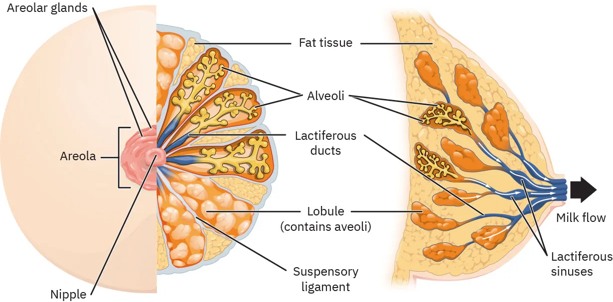 A complex color illustration showing the various parts of the female breast. Labeled components include: areolar glands, areola, nipple, fat tissue, alveoli, lactiferous ducts, lobule (contains alveoli), suspensory ligament, milk flow, and lactiferous sinuses.