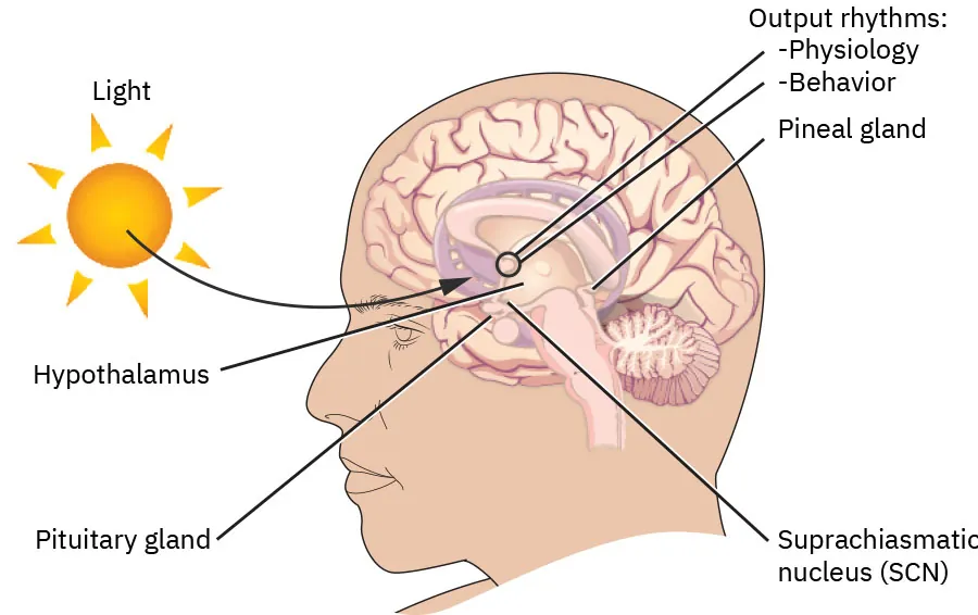 Diagram of circadian cycle shows hypothalamus, pituitary gland, pineal gland, and suprachiasmatic nucleus (SCN). Light enters the brain and output rhythms are physiology and behavior.