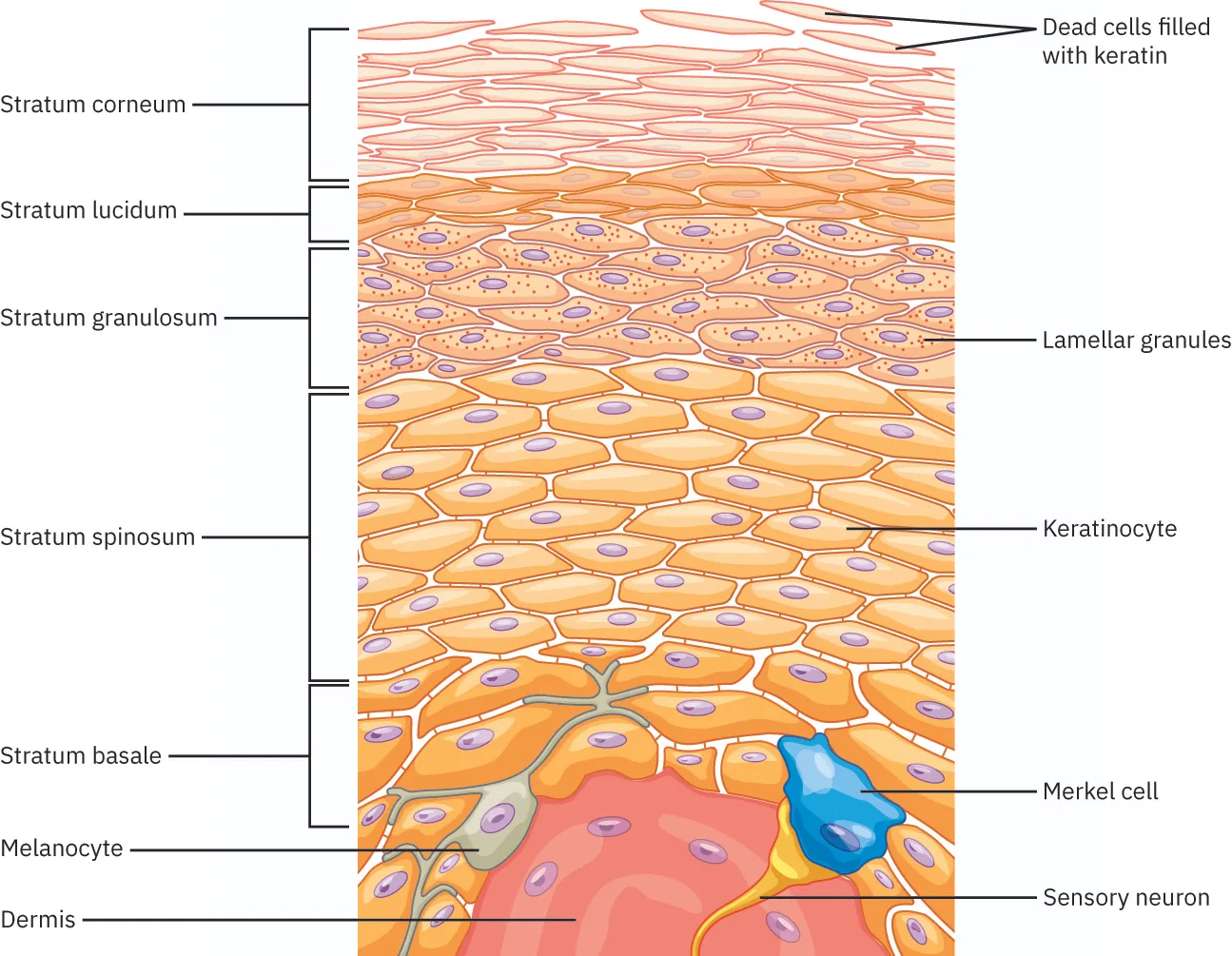 Diagram of epidermis with labels showing stratum corneum, stratum lucidum, stratum granulosum, stratum spinosum, stratum basale, melanocyte, dermis, dead cells filled with keratin, lamellar, granules, keratinocyte, Merkel cell, and sensory neuron