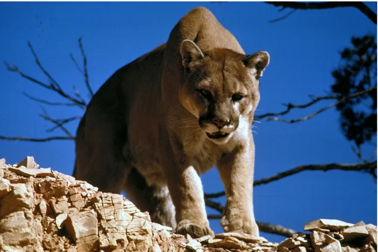 Photograph of a mountain lion on a rocky ledge.