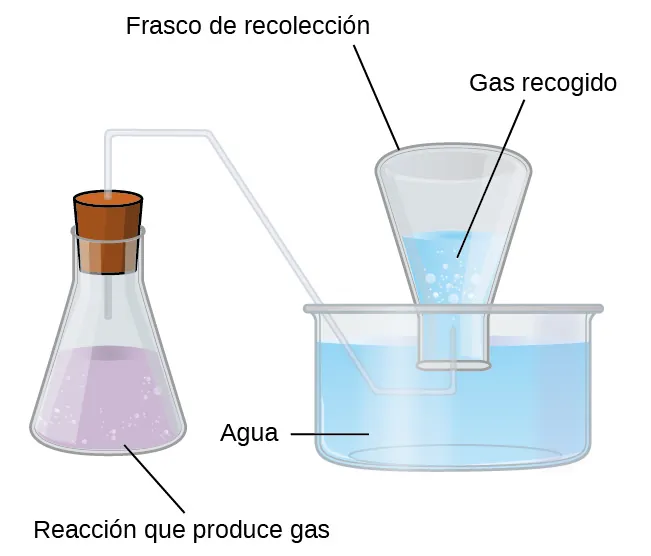 Esta figura muestra un diagrama del equipo utilizado para recoger un gas sobre el agua. A la izquierda hay un matraz Erlenmeyer. Tiene aproximadamente dos tercios de un líquido de color lavanda. Se ven burbujas en el líquido. Debajo del matraz aparece la marca "Gas productor de la reacción". Un segmento de línea conecta esta marca con el líquido del matraz. El matraz tiene un tapón a través del cual pasa un único tubo de vidrio desde la región abierta por encima del líquido en el matraz hacia arriba a la derecha, y luego hace un ángulo hacia abajo en un recipiente que está casi lleno de agua azul claro. Este tubo se extiende de nuevo a la derecha una vez que se encuentra bien debajo de la superficie del agua. A continuación, se dobla hacia arriba en un matraz invertido que se marca como "Matraz de recolección". La boca de este frasco de recolección está colocada por debajo de la superficie del agua azul claro y el frasco parece estar lleno casi hasta la mitad. Se ven burbujas en el agua del matraz invertido. El espacio abierto por encima del agua en el matraz invertido está marcado como "gas recogido".
