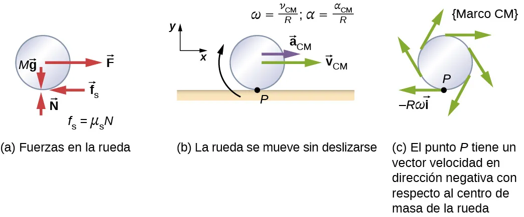 La Figura a muestra un diagrama de cuerpo libre de una rueda, que incluye el lugar donde actúan las fuerzas. Se muestran cuatro fuerzas: M g es una fuerza descendente que actúa en el centro de la rueda. N es una fuerza ascendente que actúa sobre la parte inferior de la rueda. F es una fuerza hacia la derecha, que actúa sobre el centro de la rueda, y f sub s es una fuerza hacia la izquierda que actúa sobre la parte inferior de la rueda. La fuerza f sub s es menor o igual a mu sub s por N. La Figura b es la ilustración de una rueda que rueda sin resbalar sobre una superficie horizontal. El punto P es el punto de contacto entre la parte inferior de la rueda y la superficie. La rueda tiene una rotación en el sentido de las agujas del reloj, una aceleración a la derecha de a sub C M y una velocidad a la derecha de v sub V M. Se dan las relaciones omega igual a v sub C M sobre R y alfa igual a sub C M sobre R. Se muestra un sistema de coordenadas con la x positiva hacia la derecha y la y positiva hacia arriba. La Figura c muestra la rueda en el marco del centro de masa. El punto P tiene un vector de velocidad en la dirección negativa con respecto al centro de masa de la rueda. Ese vector se muestra en el diagrama y se etiqueta como menos R omega por el vector i. Es tangente a la rueda en la parte inferior, y apunta hacia la izquierda. Se muestran otros vectores en varios lugares de la llanta de la rueda, todos ellos tangentes a la rueda y apuntando en el sentido de las agujas del reloj.