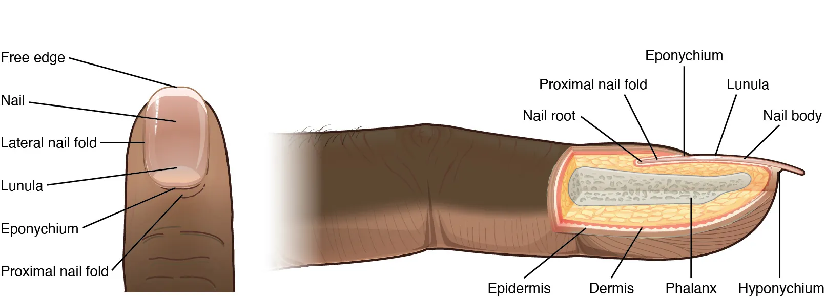 These two images show anatomy of the fingernail region. The top image shows a dorsal view of a finger. The proximal nail fold is the part underneath where the skin of the finger connects with the edge of the nail. The eponychium is a thin, pink layer between the white proximal edge of the nail (the lunula), and the edge of the finger skin. The lunula appears as a crescent-shaped white area at the proximal edge of the pink-shaded nail. The lateral nail folds are where the sides of the nail contact the finger skin. The distal edge of the nail is white and is called the free edge. An arrow indicates that the nail grows distally out from the proximal nail fold. The lower image shows a lateral view of the nail bed anatomy. In this view, one can see how the edge of the nail is located just proximal to the nail fold. This end of the nail, from which the nail grows, is called the nail root.