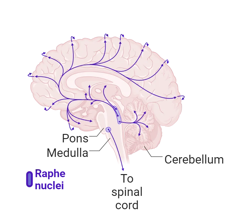 Diagram of a human brain with networks of serotonin projections throughout the cortex, cerebellum and down the spinal cord shown. Cell bodies are concentrated in the brainstem (raphe nuclei).
