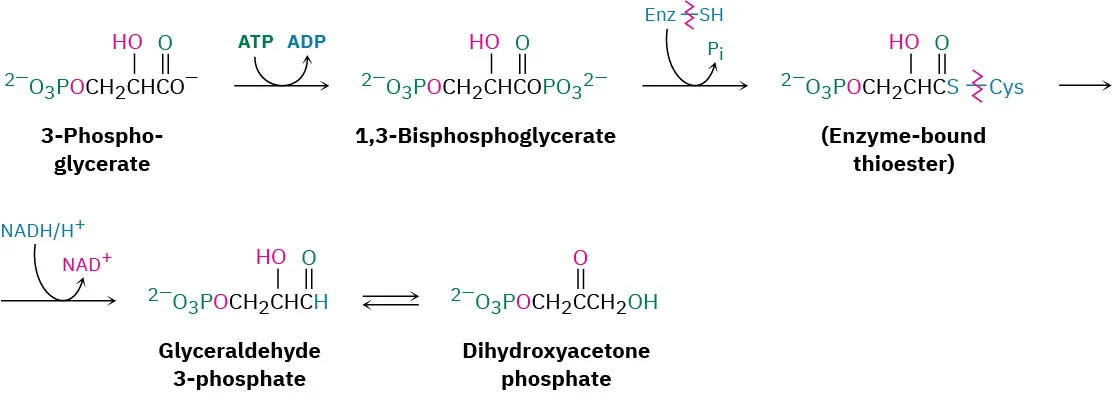 3-Phosphoglycerate is converted to dihydroxyacetone phosphate via  1,3-bisphosphoglycerate, an enzyme-bound thioester, and glyceraldehyde 3-phosphate intermediates.