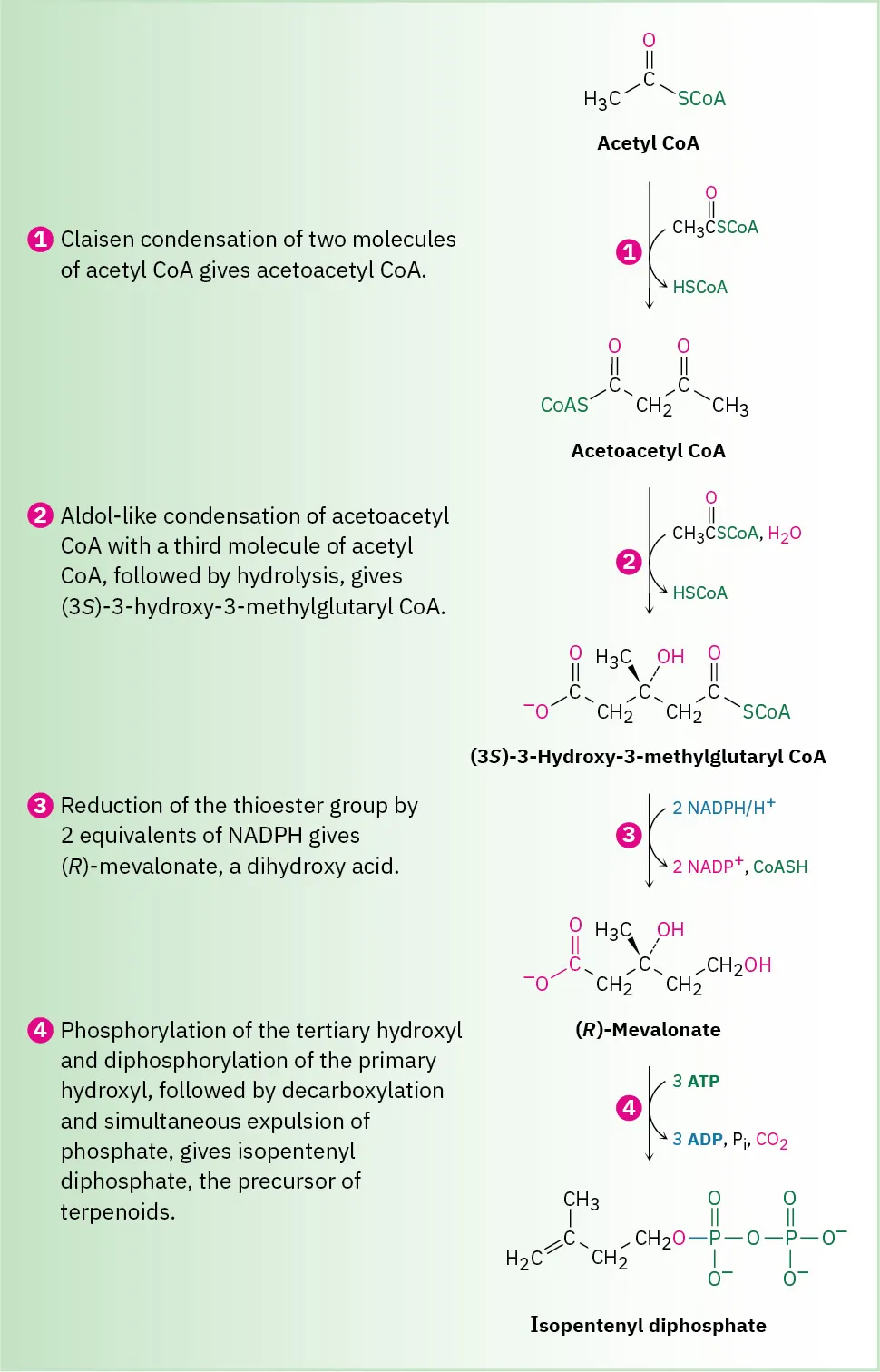 A four-step reaction is involved to produce isopentenyl diphosphate from acetyl CoA via acetoacetyl CoA adol condensation, (3 S)-3-hydroxy-3-methylglutaryl CoA reduction, and (R)-mevalonate phosphorylation.