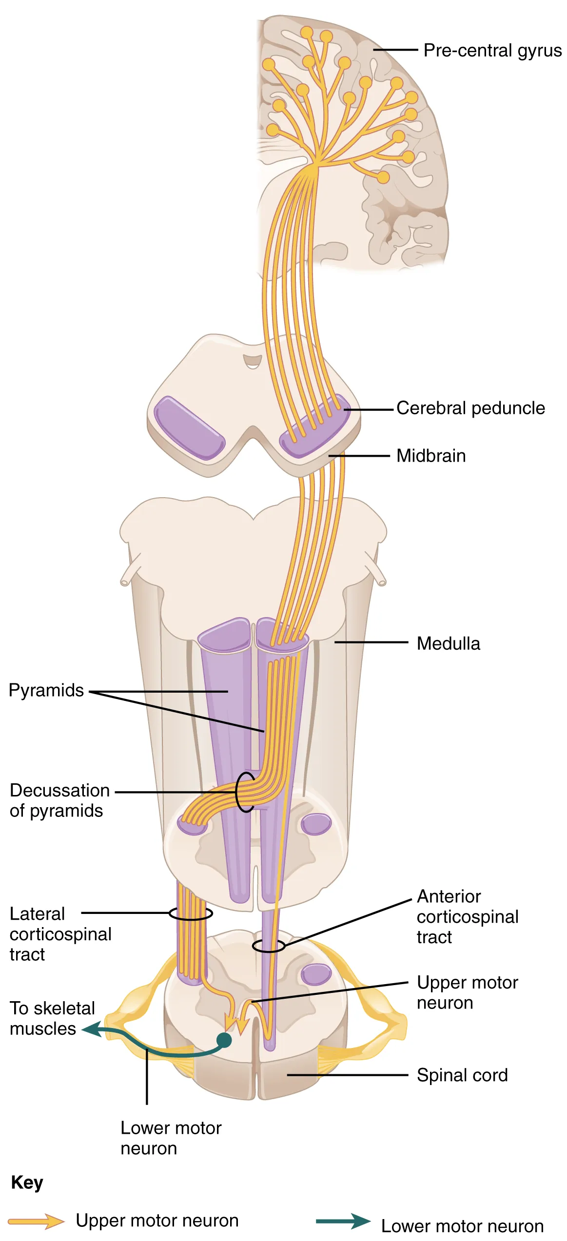 This diagram shows how the motor neurons thread their way through the spinal cord and into the brain. It also shows the different connections they make along the way.