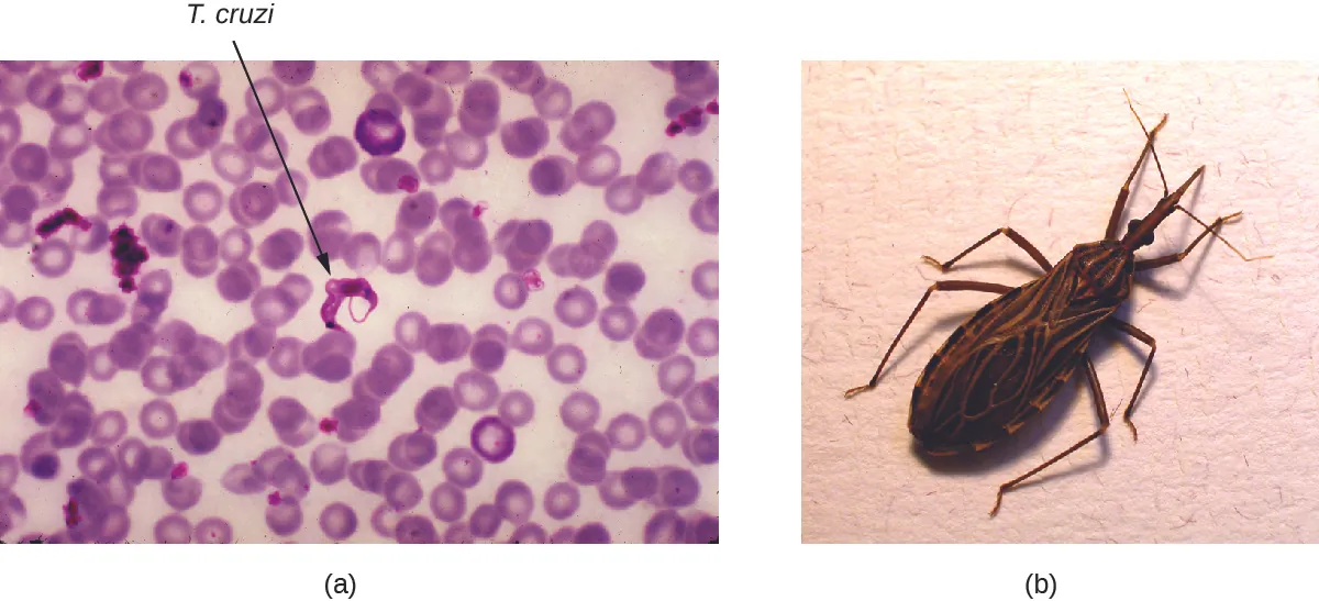 a) Micrograph of red blood cells with crescent-shaped cells outside. These parasitic cells are about the length of 2 red blood cells. B) photo of a triatomine bug.