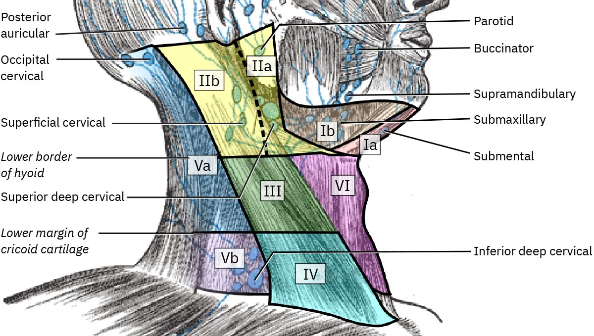A diagram of the lymph nodes in the head and neck.