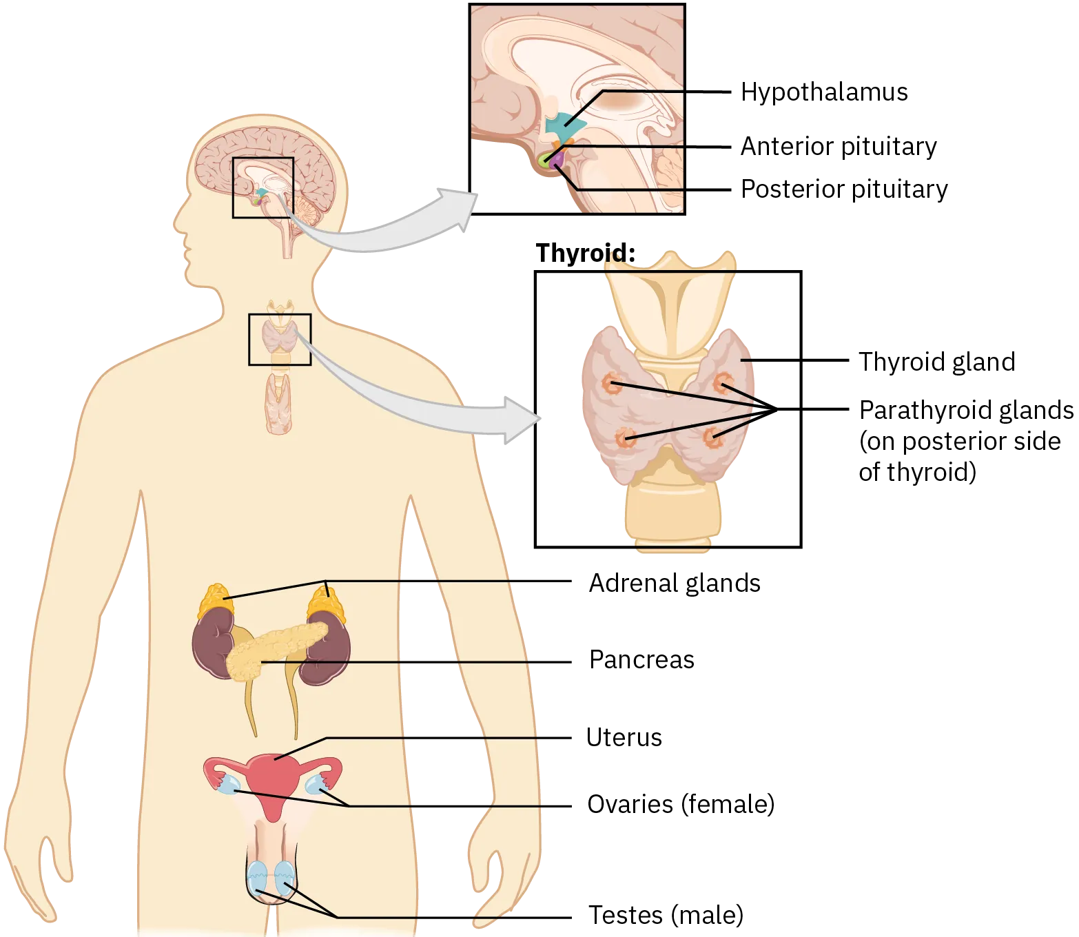The primary glands of the endocrine system are the hypothalamus, anterior pituitary, and posterior pituitary (located near the brain); thyroid gland and parathyroid gland (located in the neck); adrenal glands, pancreas, uterus, and ovaries (located in the abdomen); and testes (located in the groin).