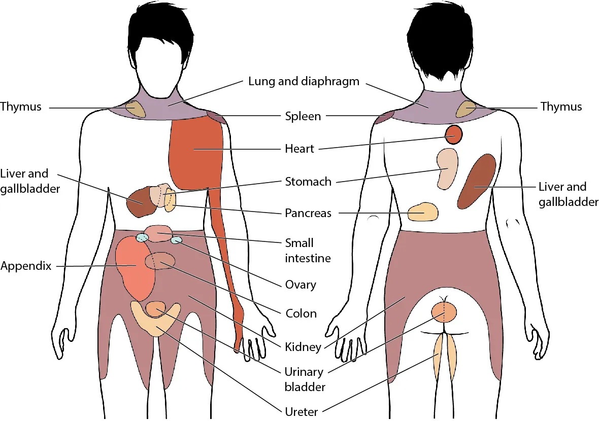 The figure shows the different organs in the human body. The left panel shows the front view, and the right panel shows the back view.