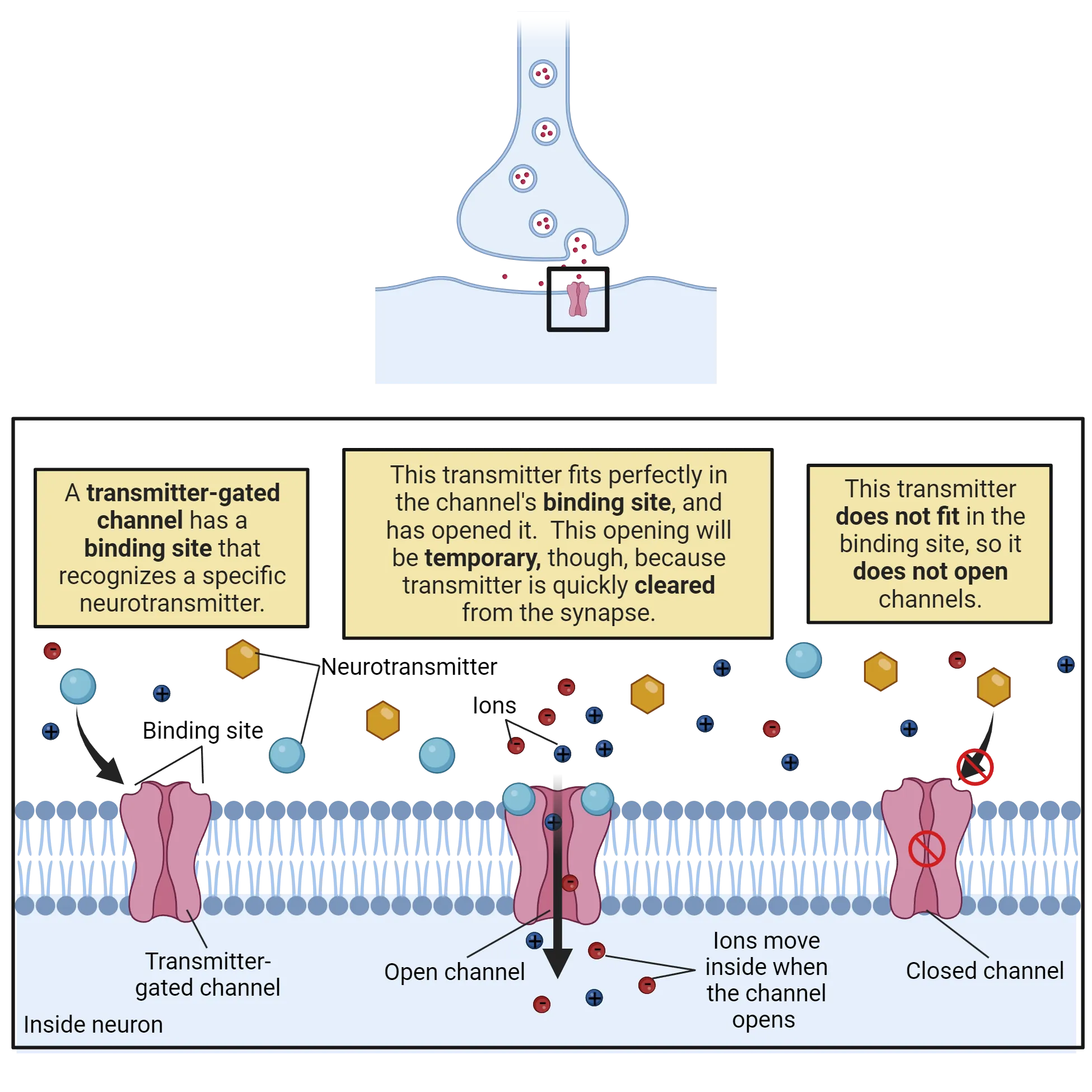 Top: Diagram of  synapse with neurotransmitter released.. Bottom: Diagram of a ligand-gated channel in a cell membrane, showing the steps of binding and opening, but only to the specific ligand