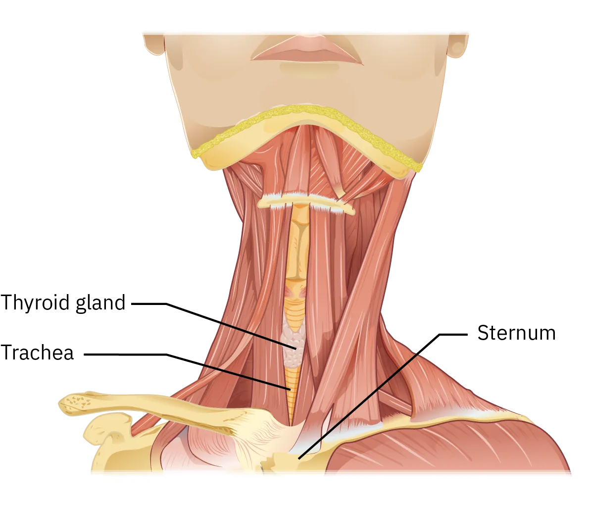 A diagram shows that the thyroid gland is located above the trachea and sternum in the neck.