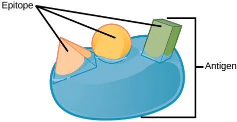 Illustration shows an antigen with three epitopes, each with a unique shape; one spherical, one rectangular prism, and one pyramid.