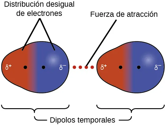 Se muestran dos pares de moléculas en las que cada una tiene un lado azul más grande marcado como "signo delta, signo negativo" y un lado rojo más pequeño marcado como "signo delta, signo positivo". Hacia el centro de ambas moléculas, pero todavía en cada lado distinto, hay un punto negro. Entre las dos imágenes hay una línea de puntos con la leyenda "Fuerza de atracción". En la primera imagen, los lados rojo y azul están marcados como "Distribución desigual de electrones". Debajo de ambas imágenes hay paréntesis. Los soportes están marcados como "dipolos temporales".