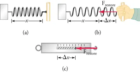 Image a shows a spring with a handle connected to a weight. The length of the spring is x. Image b shows a hand pulling on the spring. The length that the spring extends after being pulled is labeled Triangle x. An arrow pointing from the hand to the weight is labeled F subscript restore. Image c shows a scale with a measurement of 6. The length from 0 to 6 is labeled triangle x. An arrow pointing from the tip of the scale to 6 is labeled F subscript restore.