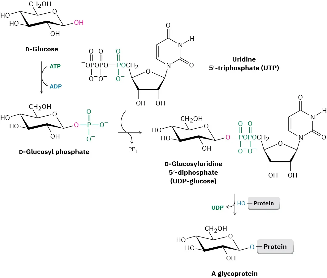 The conversion of D-glucose to a glycoprotein through three different steps is depicted. All the structures are in the pyranose form (Haworth projection).
