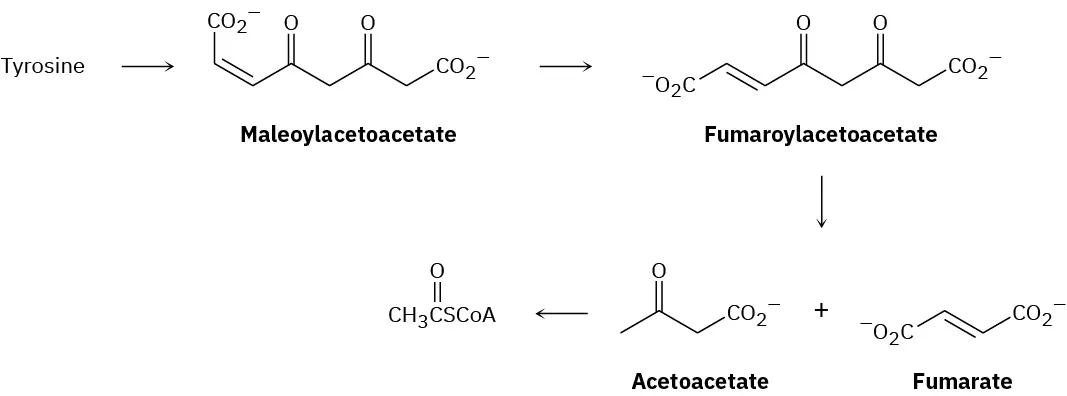 Tyrosine is degraded to maleoylacetoacetate and then to fumaroylacetoacetate, and acetoacetate and fumarate with acetoacetate forming coenzyme A.