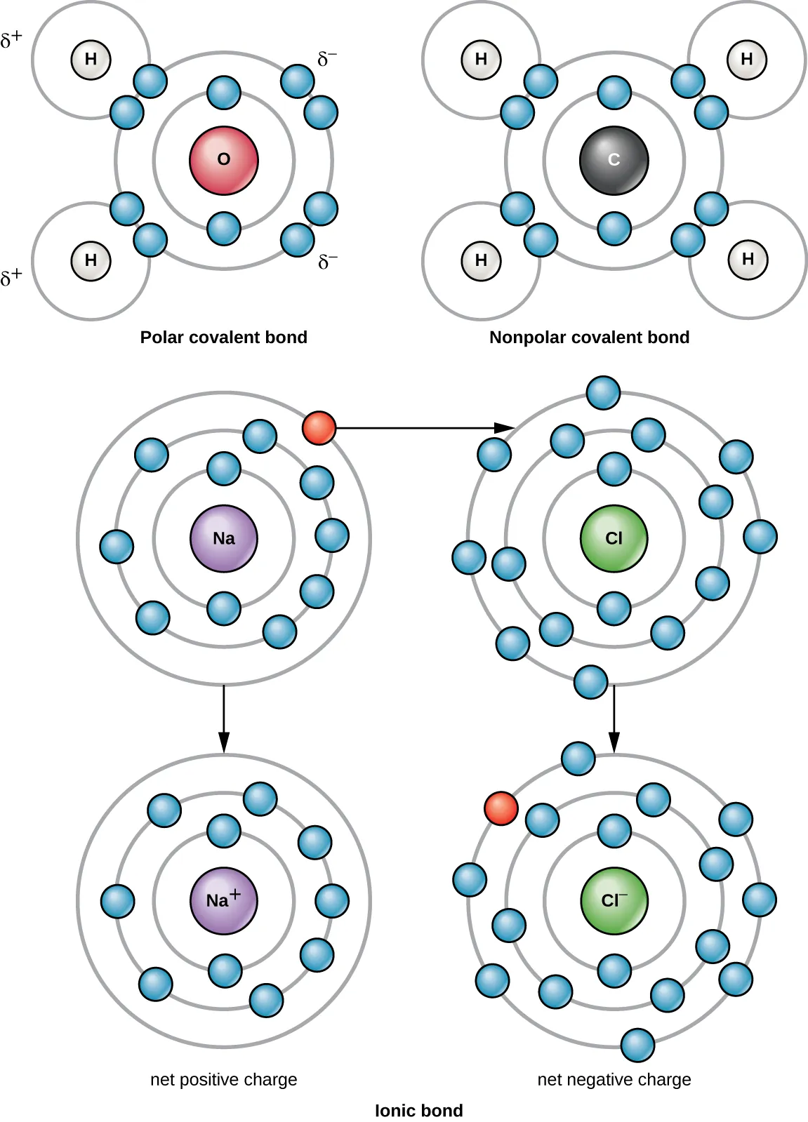 A water molecule is labeled “polar covalent bond”; it consists of a central oxygen atom with 8 electrons in its outermost shell, 4 of which are shared (2 each) with 2 hydrogen atoms; the hydrogen atoms have a slightly positive charge and the oxygen atom has a slightly negative charge. A methane molecule is labeled “nonpolar covalent bond”; it consists of a central carbon atom with 8 electrons in its outermost shell, all of which are shared (2 each) with 4 hydrogen atoms; the molecule is neutral. The formation of sodium chloride is shown, with the sodium atom giving the only electron in its outermost shell to the chlorine atom, resulting in a sodium atom with no electrons in its outermost shell and a net positive charge, and a chlorine atom with 8 electrons in its outermost shell and a net negative charge.