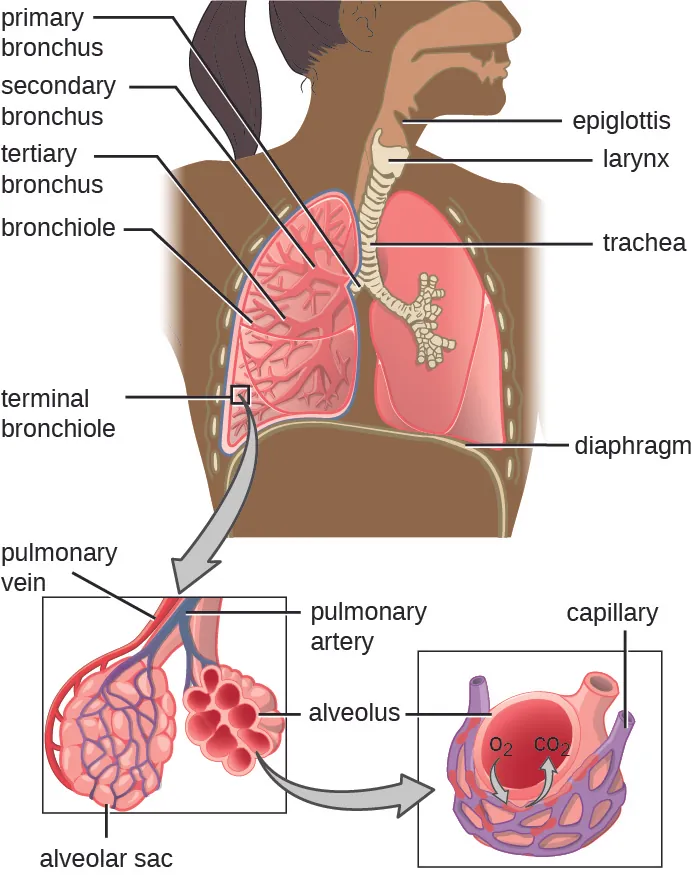 A drawA drawing of the lower respiratory system. The epiglottis is a flap that can allow material into the larynx. The larynx is a tube that leads to the trachea. The trachea branches to become the primary bronchi. These branch to become the secondary bronchi, these branch to become the tertiary bronchi. These branch to become the bronchioles. Terminal bronchioles end in clusters of balloon shapes called alveolar sacs. Each balloon shape is an alveolus. Thin, webbed capillaries cover the outside of the alveolus and are connected to pulmonary veins and pulmonary arteries. Oxygen from the alveolus travels into the capillary and carbon dioxide from the capillary travels into the alveolus. ing of the lower respiratory system. The epiglottis is a flap that can allow material into the larynx. The larynx is a tube that leads to the trachea. The trachea branches to become the primary bronchi. These branch to become the secondary bronchi, these branch to become the tertiary bronchi. These branch to become the bronchioles. Terminal bronchioles end in clusters of balloon shapes called alveolar sacs. Each balloon shape is an alveolus. Thin, webbed capillaries cover the outside of the alveolus and are connected to pulmonary veins and pulmonary arteries. Oxygen from the alveolus travels into the capillary and carbon dioxide from the capillary travels into the alveolus.