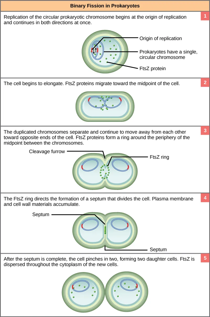 This illustration shows the steps of binary fission in prokaryotes. Replication of the single, circular chromosome begins at the origin of replication and continues simultaneously in both directions. As the DNA is replicated, the cell elongates, and FtsZ proteins migrate toward the center of the cell where they form a ring. The FtsZ ring directs the formation of a septum that divides the cell in two once DNA replication is complete.